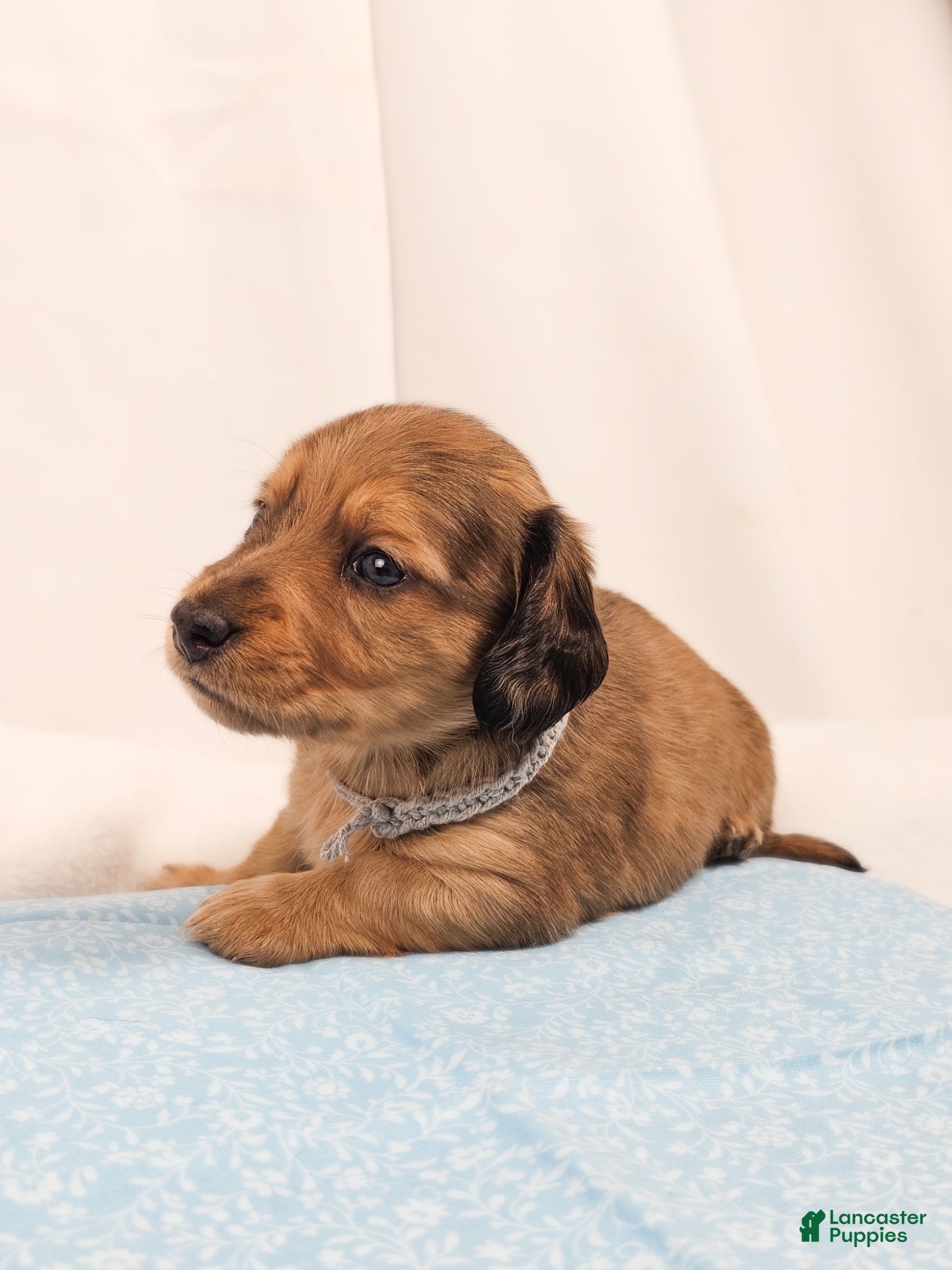 Miniature Dachshund dogs Shell - Ad 14