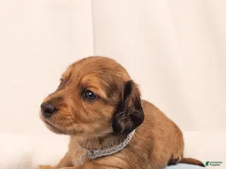 Miniature Dachshund dogs Shell - Ad 14