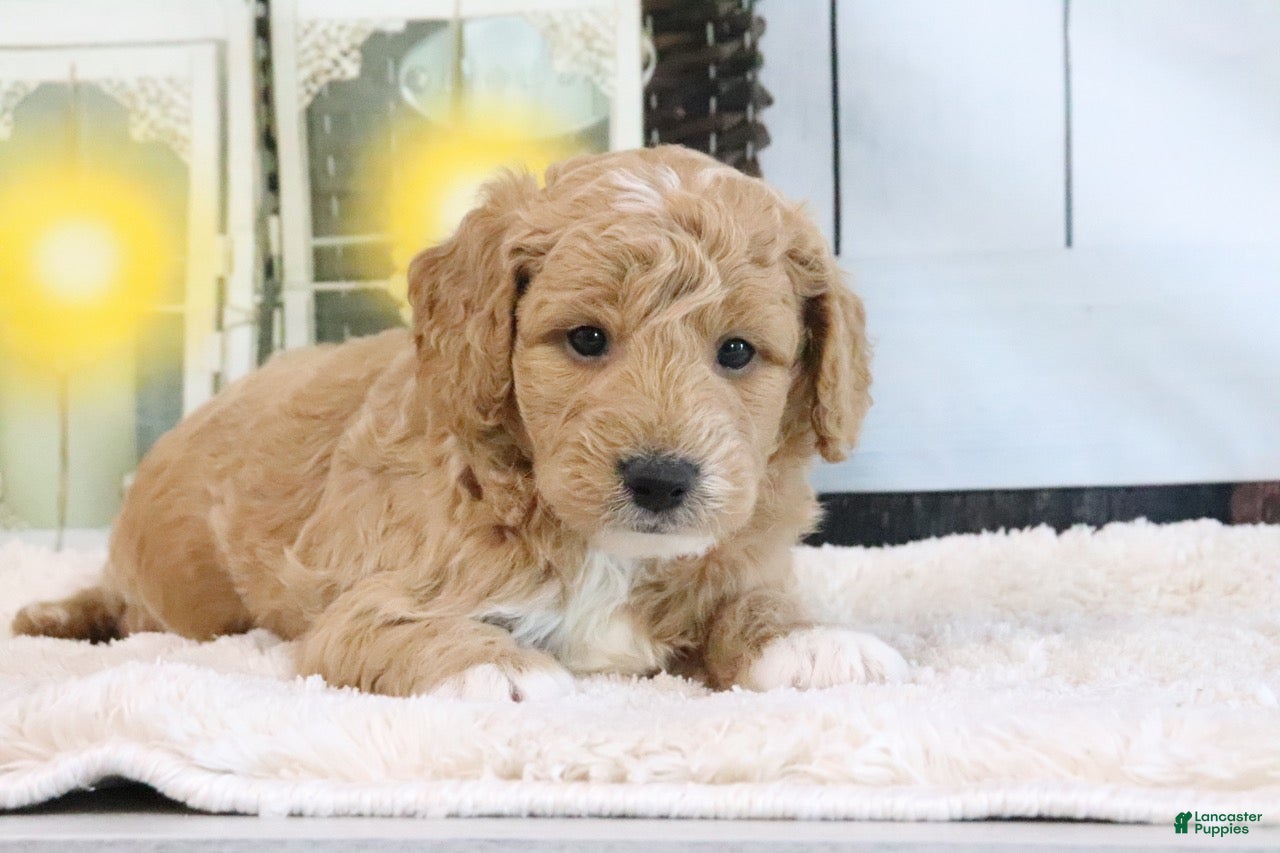 Mini Goldendoodle dogs Flash - Ad 2