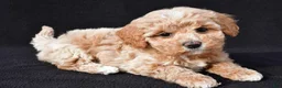 Maltipoo dogs for sale: Gracie - Ad 4