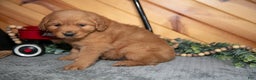 Golden Retriever dogs for sale: Bruno - Ad 3