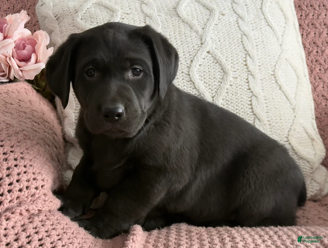 Labrador Retriever dogs for sale: Lily - Ad 12