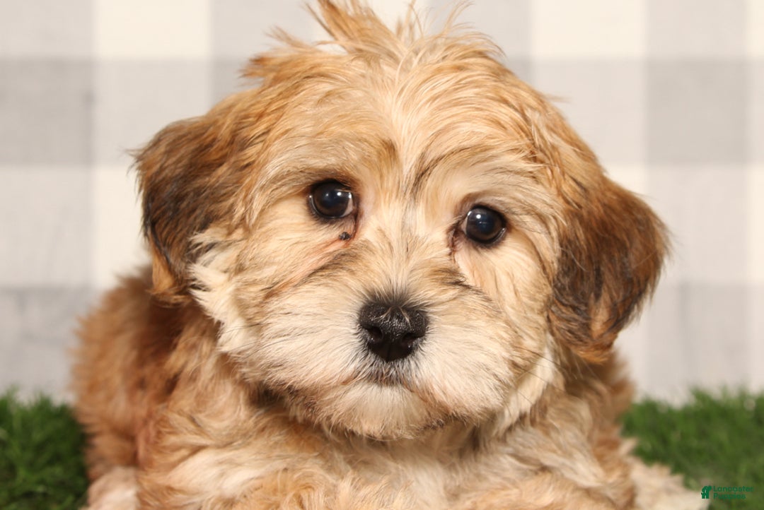 Yochon dogs for sale: Lou - Ad 1