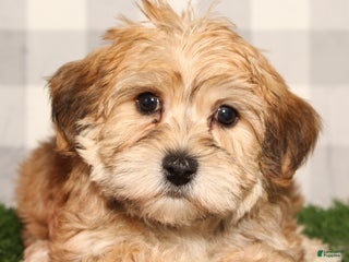 Yochon dogs Lou - Ad 1