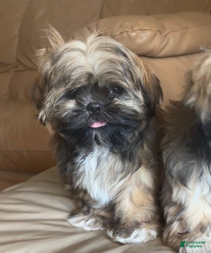 Shih Tzu dogs Tucker - Ad 24