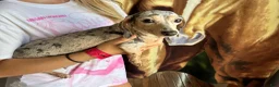Miniature Dachshund dogs for sale: Ollie - Ad 7