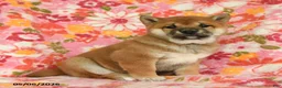 Shiba Inu dogs for sale: Sunflower - Ad 2