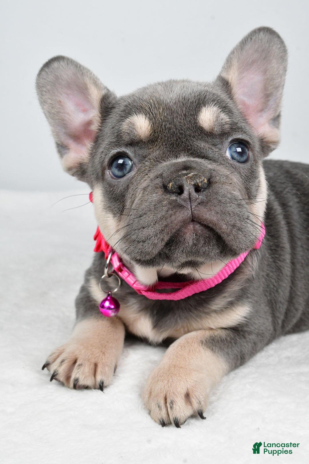 French Bulldog dogs for sale: Kenzie - Ad 5