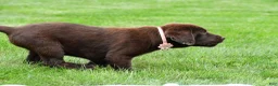 Labrador Retriever dogs for sale: Roxy - Ad 5