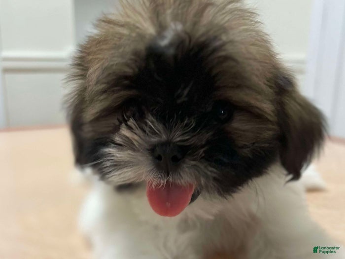 Shih Tzu dogs Lily - Ad 17
