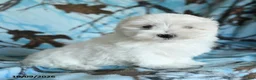 Maltese dogs for sale: Pebbles - Ad 4