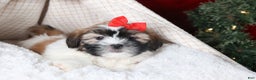 Shih Tzu dogs for sale: Joey - Ad 9