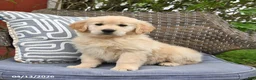 Golden Retriever dogs for sale: Mae  - Ad 2