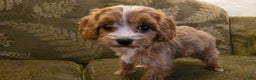 Cavapoo dogs for sale: Wren - Ad 18