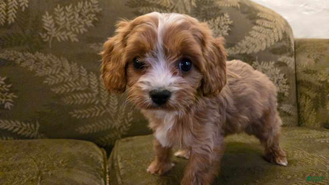 Cavapoo dogs for sale: Wren - Ad 18
