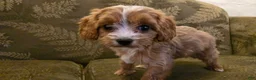 Cavapoo dogs for sale: Wren - Ad 18
