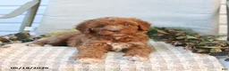 Mini Goldendoodle dogs for sale: Monica - Ad 3