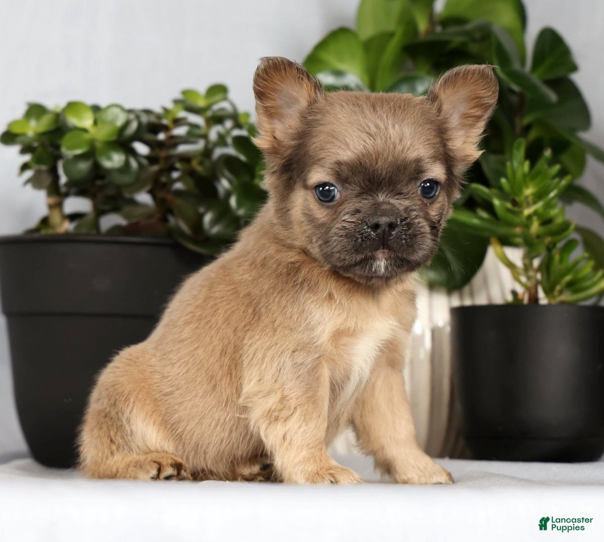 French Bulldog dogs Nina - Ad 1