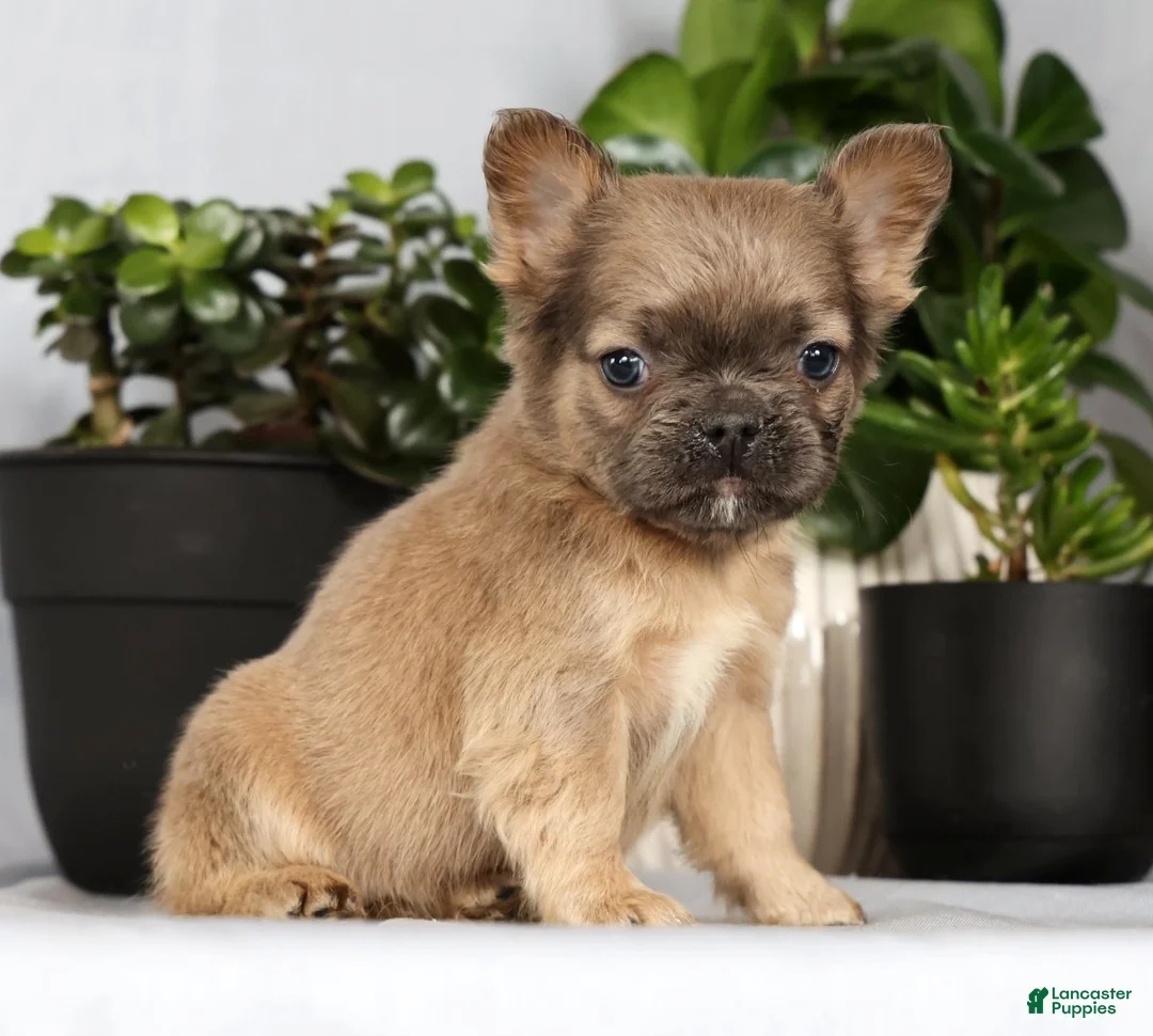 French Bulldog dogs for sale: Nina - Ad 1
