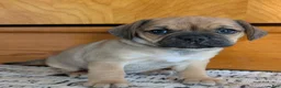 Puggle dogs for sale: Kandi  - Ad 4