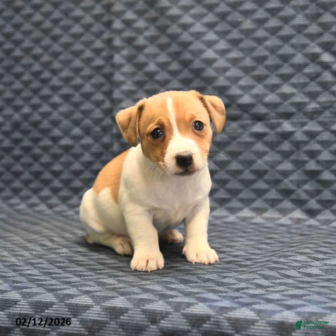 Jack Russell Terrier dogs for sale: Nick  - Ad 4