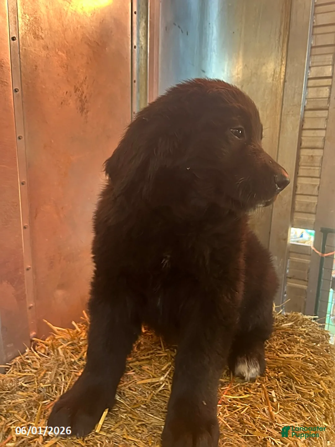 Mixed Breed dogs for sale: Remi - Ad 2
