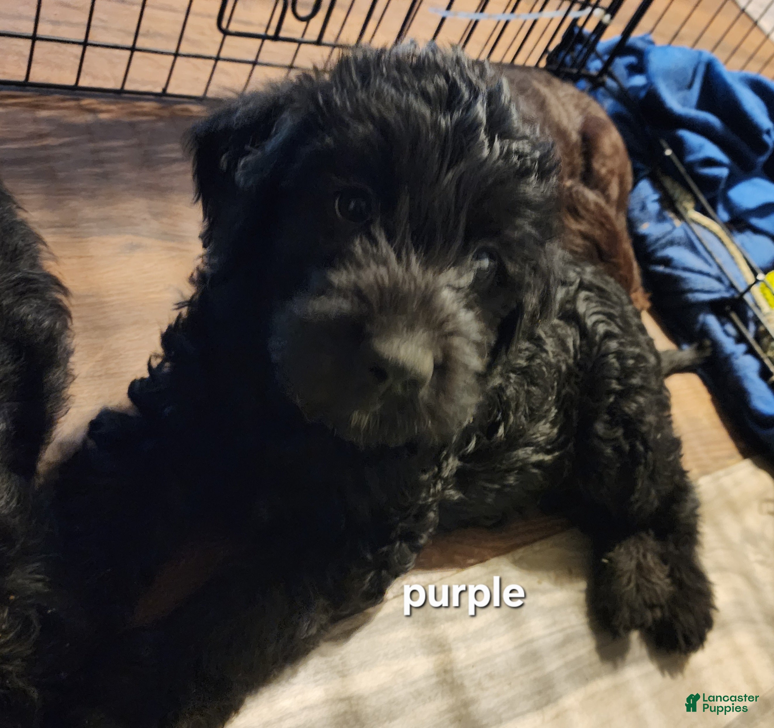 Labradoodle dogs Labradoodle purple collar - Ad 2