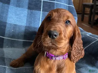 Irish Setter dogs Irish Setter female purple collar - Ad 18