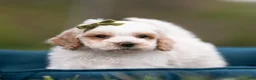 Maltipoo dogs for sale: Dash - Ad 6