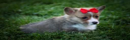 Welsh Corgi Pembroke dogs for sale: Scotty 🐾 - Ad 11