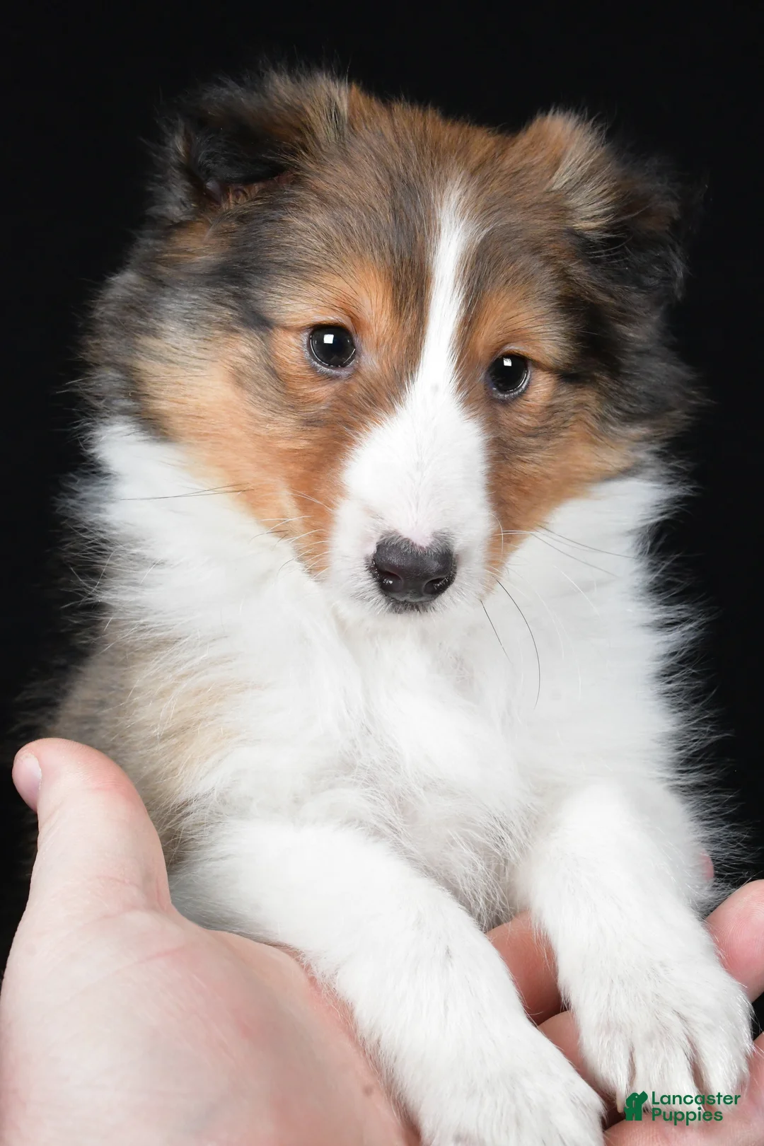 Shetland Sheepdog dogs for sale: Maggie - Ad 7