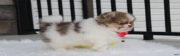 Pomeranian dogs for sale: Bentley AKC - Ad 26