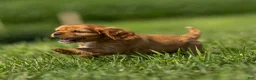Cavalier King Charles Spaniel dogs for sale: Ford Cavalier King Charles Spaniel  - Ad 3