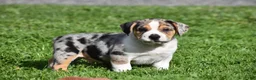 Beabull dogs for sale: Corwin - Ad 1