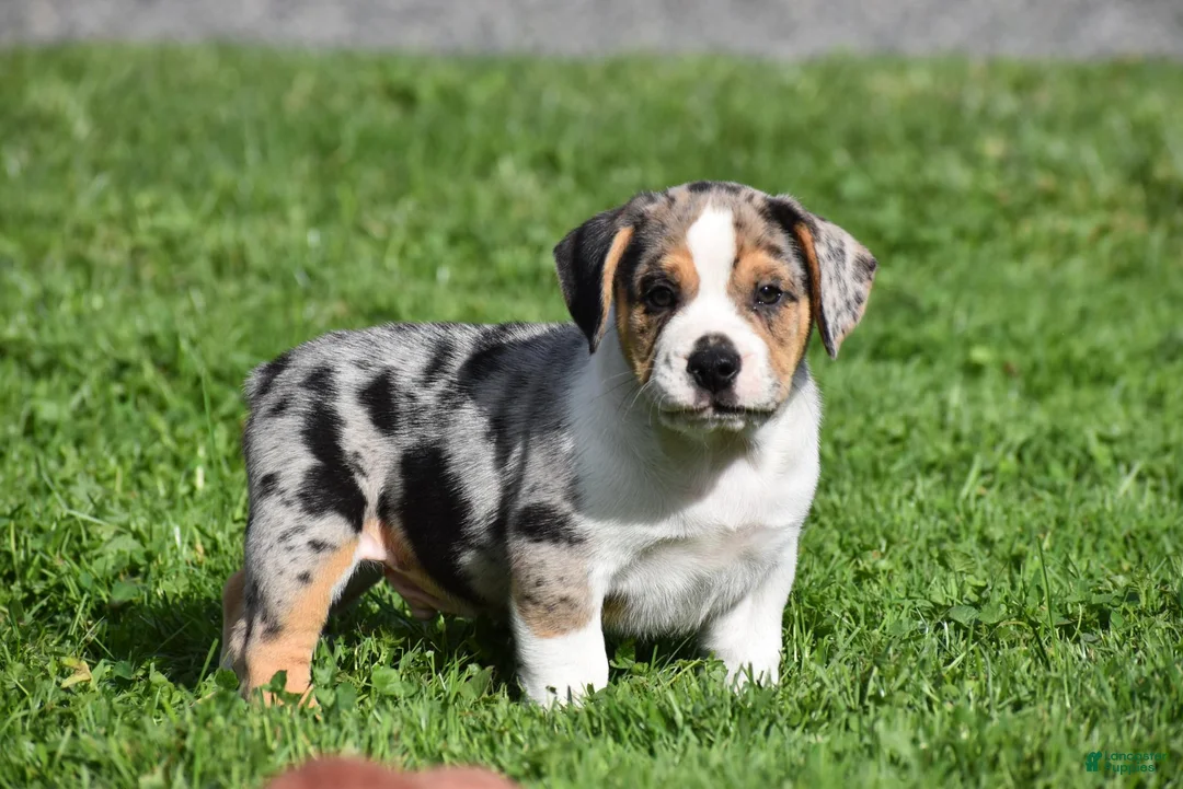 Beabull dogs for sale: Corwin - Ad 1