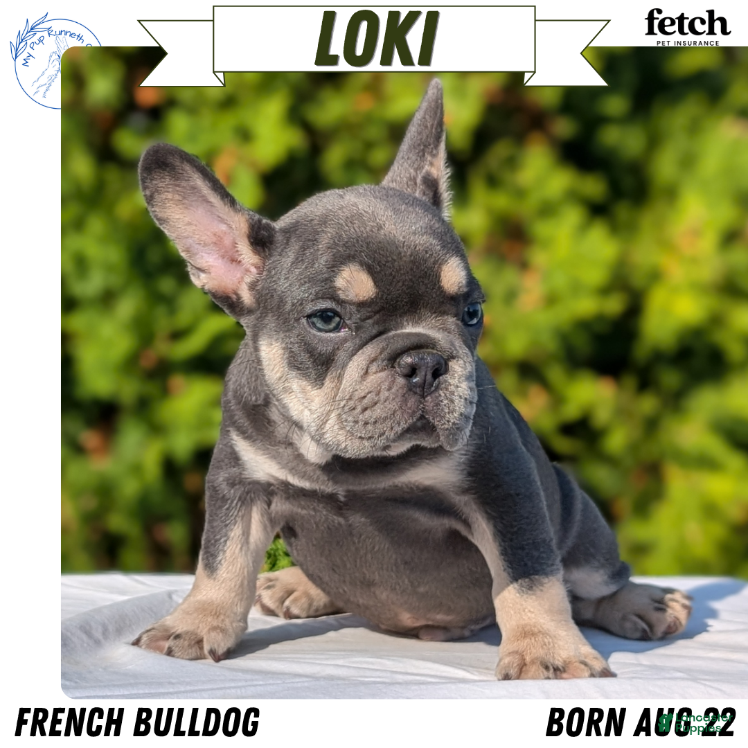 French Bulldog dogs Loki  - Ad 1