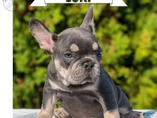 French Bulldog dogs Loki - Ad 1