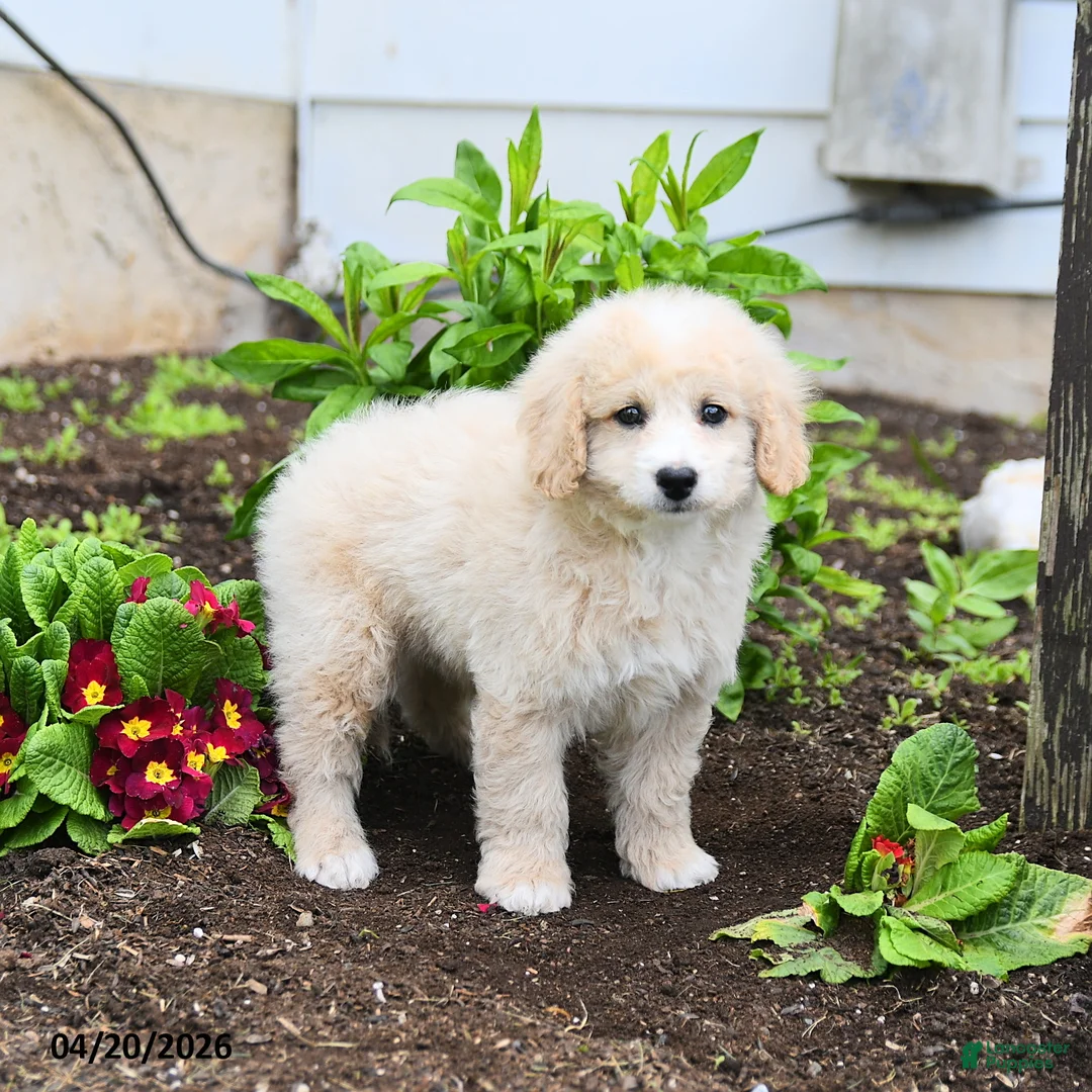 Miniature Labradoodle dogs for sale: Jonny - Ad 3