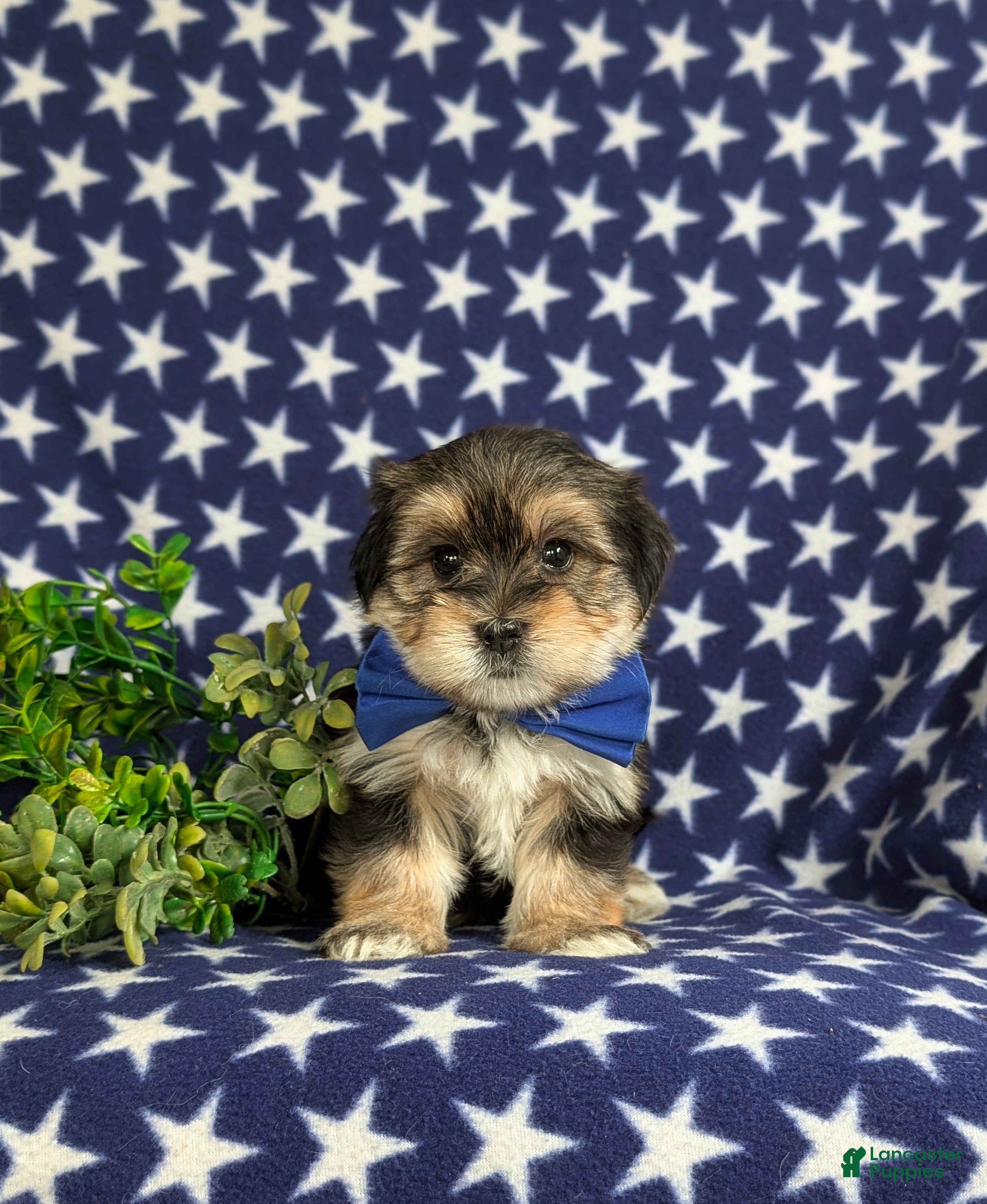Morkie dogs Baxter 7 lbs Full Grown - Ad 2