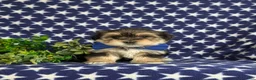 Morkie dogs for sale: Baxter 7 lbs Full Grown - Ad 2