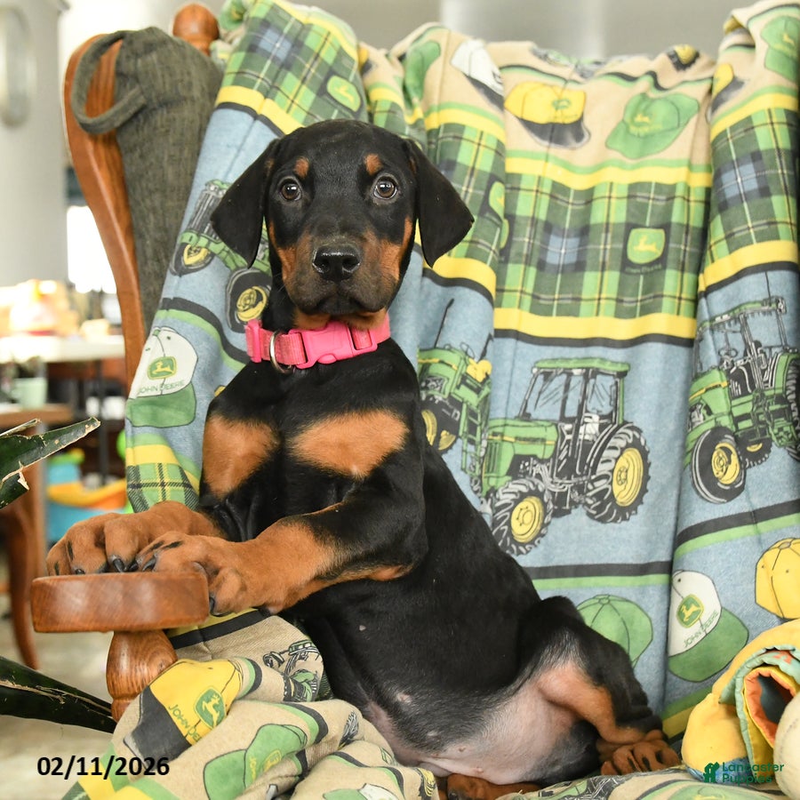 Doberman Pinscher dogs Gator - Ad 33