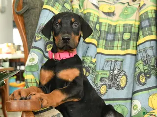 Doberman Pinscher dogs Gator - Ad 33