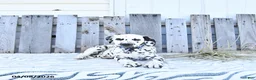 Dalmatian dogs for sale: Freya - Ad 2