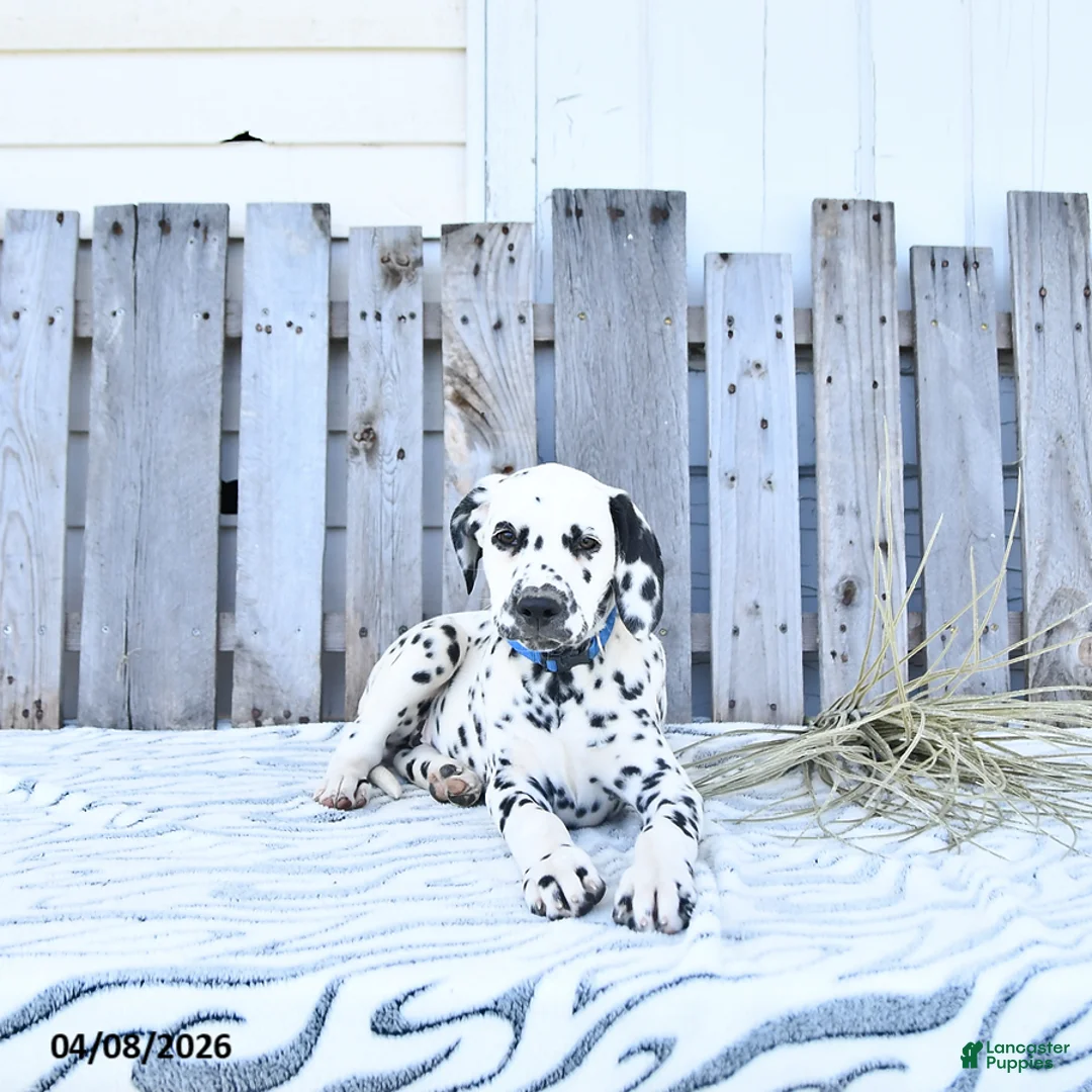 Dalmatian dogs for sale: Freya - Ad 2