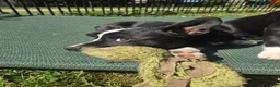 Mixed Breed dogs for sale: Mr Pibb - Ad 2