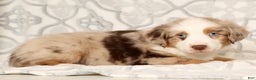 Miniature Australian Shepherd dogs for sale: Jake - Ad 6