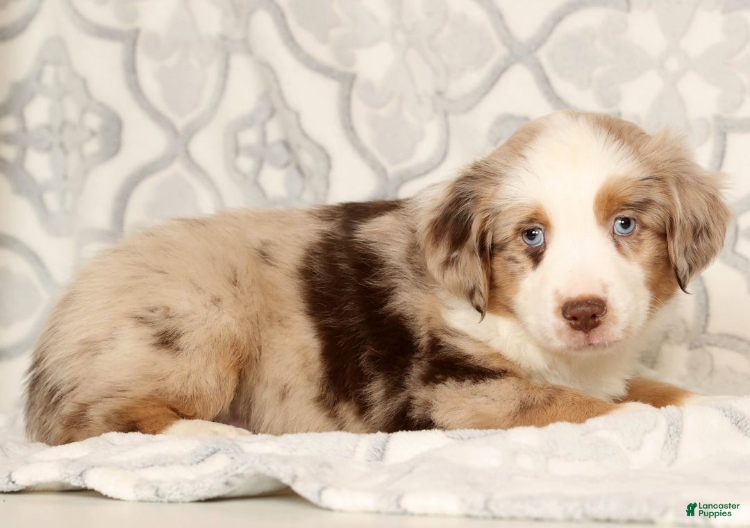 Miniature Australian Shepherd dogs for sale: Jake - Ad 6