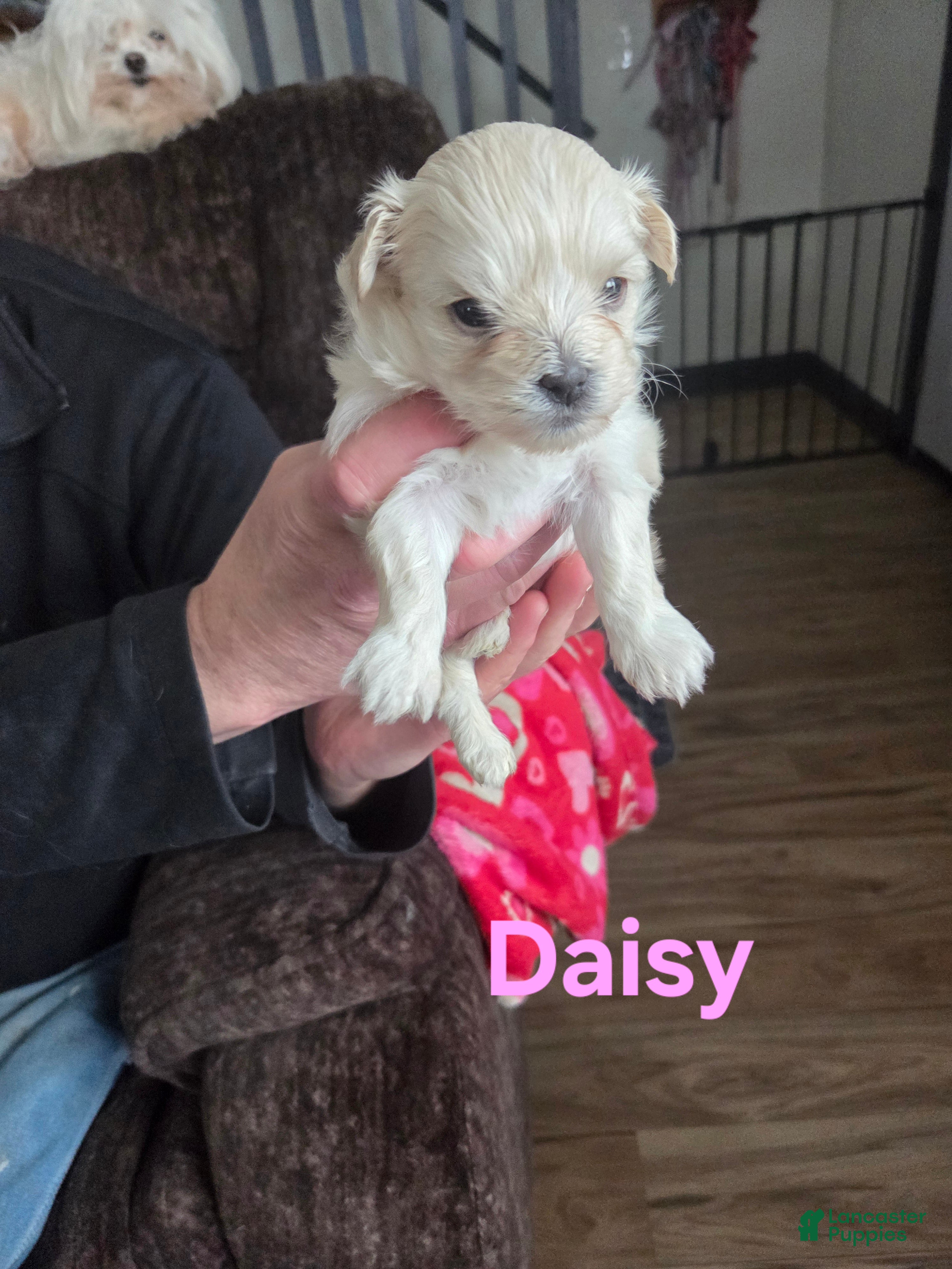 Shihpoo dogs Daisy  - Ad 19