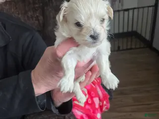 Shihpoo dogs Daisy - Ad 19