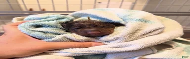 Phantom's M'VP of the WNBA "A'Ja Wilson""European